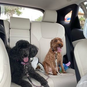 Meet your Posher, Maia